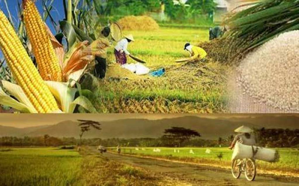Menghadapi Badai Iklim: Strategi Ketahanan Pangan Nasional di Tengah Tantangan Global