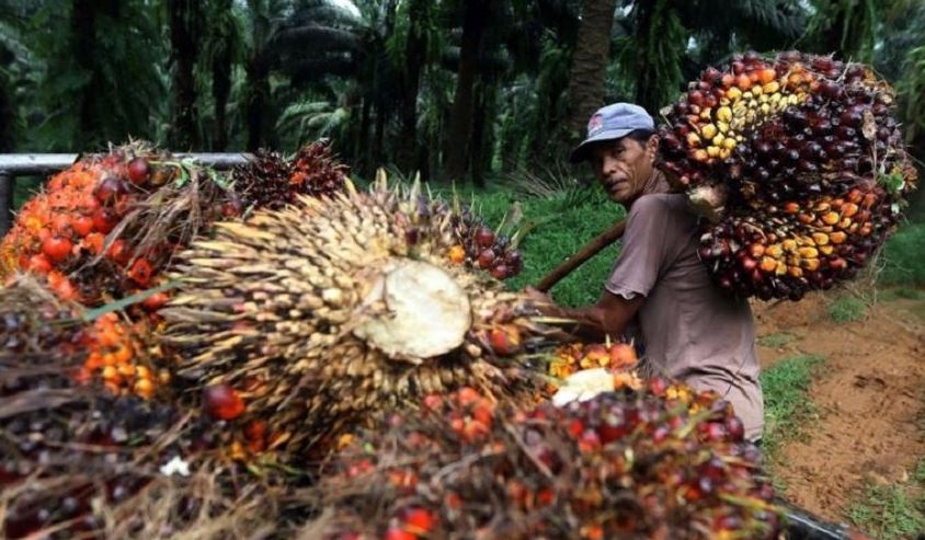 Petani Sawit Riau Bergulat dengan Harga Bergejolak dan Perubahan Iklim: Krisis yang Mengintai?